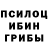 Псилоцибиновые грибы прущие грибы Machiavelli Rex